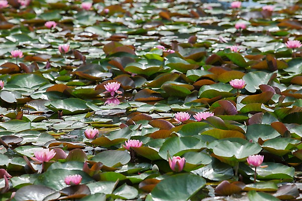 포토 JPG 주간 연꽃 사람없음 야외 연못 연잎 궁남지 부여 서동공원 국내포토 자연요소 공원 꽃 고건축 잎 충청남도 파일형식