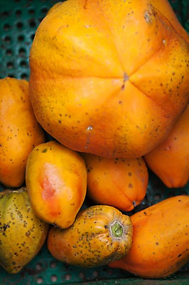 포토 JPG 주간 사람없음 야외 여러개 과수원 전라도 열대과일 파파야 국내포토 자연요소 다수 농업 과일 한국 파일형식