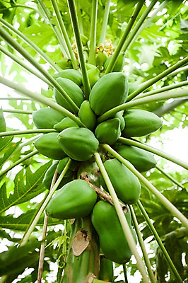 포토 JPG 주간 나무 열매 사람없음 야외 과수원 전라도 열대과일 열대나무 파파야 국내포토 자연요소 식물 농업 과일 한국 파일형식