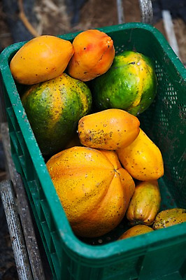 포토 JPG 주간 사람없음 야외 바구니 여러개 과수원 전라도 열대과일 파파야 국내포토 자연요소 다수 농업 과일 한국 파일형식