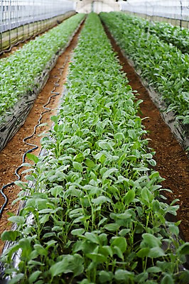 포토 JPG 주간 밭 사람없음 야외 아웃포커스 전라도 열대과일 비닐하우스 국내포토 자연요소 농업 과일 한국 촬영기법 파일형식