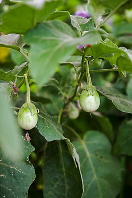포토 JPG 주간 열매 밭 사람없음 야외 아웃포커스 전라도 열대과일 비닐하우스 국내포토 자연요소 식물 농업 과일 한국 촬영기법 파일형식