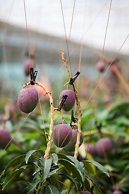 포토 JPG 주간 집게 사람없음 야외 아웃포커스 전라도 열대과일 망고 비닐하우스 국내포토 자연요소 농업 과일 한국 촬영기법 파일형식