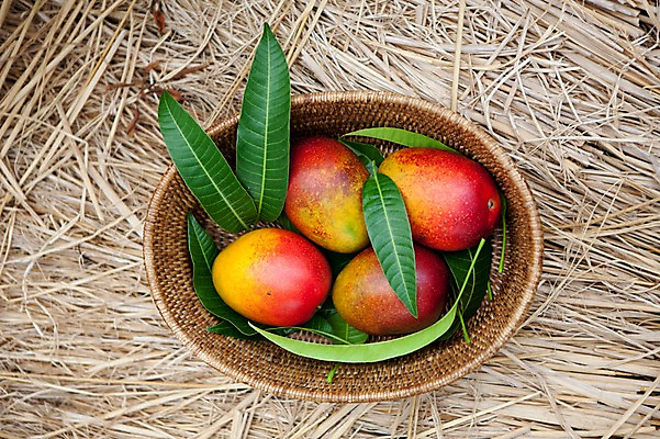 포토 JPG 주간 잎 사람없음 야외 하이앵글 바구니 여러개 볏짚 전라도 망고 애플망고 국내포토 자연요소 식물 뷰포인트 다수 한국 짚 열대과일 파일형식