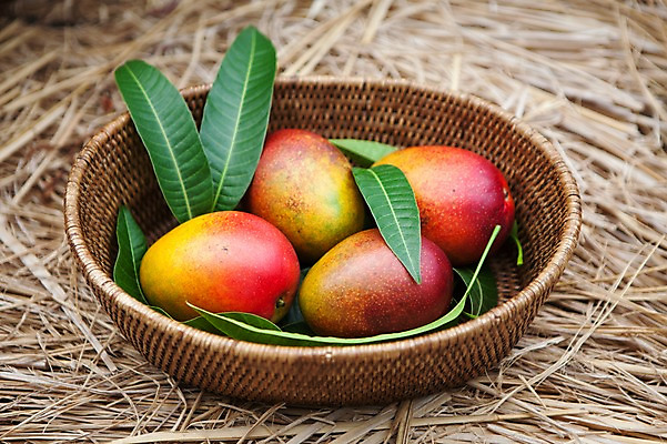 포토 JPG 주간 잎 사람없음 야외 바구니 여러개 볏짚 전라도 망고 애플망고 국내포토 자연요소 식물 다수 한국 짚 열대과일 파일형식