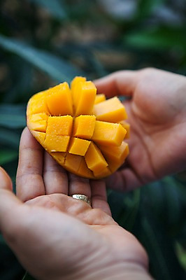 포토 JPG 주간 손 한명 들기 야외 아웃포커스 신체부위 전라도 망고 국내포토 자연요소 1 모션 한국 촬영기법 사람 열대과일 파일형식