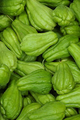 포토 JPG 주간 사람없음 야외 초록색 여러개 전라도 열대과일 국내포토 자연요소 컬러 다수 과일 한국 파일형식