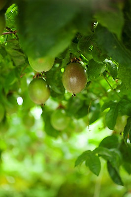 포토 JPG 주간 나뭇잎 사람없음 야외 아웃포커스 전라도 패션후르츠 국내포토 자연요소 잎 한국 촬영기법 열대과일 파일형식