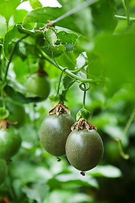 포토 JPG 주간 나뭇잎 사람없음 야외 아웃포커스 전라도 패션후르츠 국내포토 자연요소 잎 한국 촬영기법 열대과일 파일형식