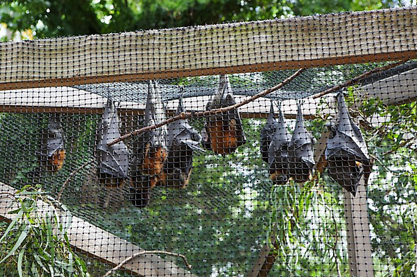 포토 JPG 주간 해외풍경 여러마리 동물원 사람없음 야외 호주 박쥐 국내포토 자연요소 해외 다수 포유류 풍경 오세아니아 파일형식