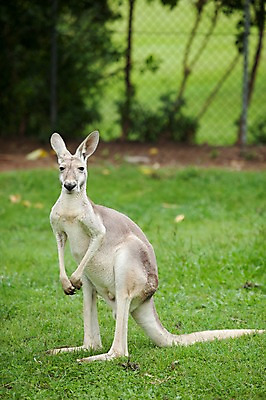 포토 JPG 주간 한마리 해외풍경 자연 사람없음 야외 호주 캥거루 국내포토 자연요소 1 해외 포유류 풍경 오세아니아 생태계 파일형식