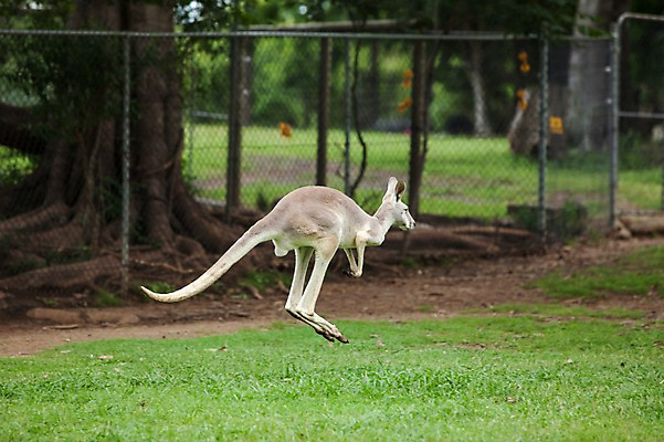 포토 JPG 주간 한마리 해외풍경 자연 사람없음 야외 호주 캥거루 국내포토 자연요소 1 해외 포유류 풍경 오세아니아 생태계 파일형식