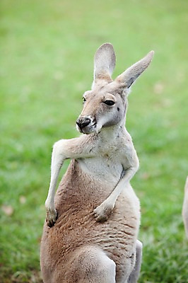 포토 JPG 주간 한마리 해외풍경 자연 사람없음 야외 호주 캥거루 국내포토 자연요소 1 해외 포유류 풍경 오세아니아 생태계 파일형식