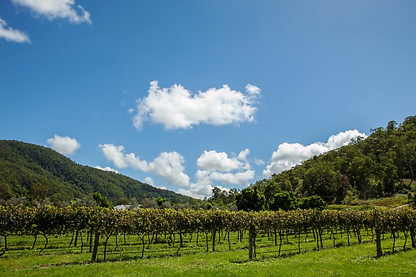 포토 JPG 주간 나무 구름 해외풍경 하늘 사람없음 야외 호주 포도밭 국내포토 자연요소 식물 해외 밭 풍경 오세아니아 파일형식