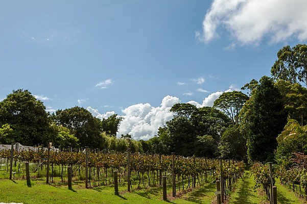 포토 JPG 주간 나무 구름 해외풍경 하늘 사람없음 야외 호주 포도밭 국내포토 자연요소 식물 해외 밭 풍경 오세아니아 파일형식