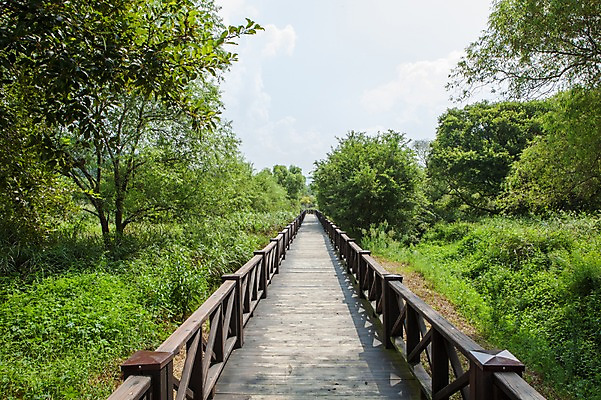 포토 JPG 주간 나무 하늘 풍경 사람없음 야외 산책로 전라도 국내포토 자연요소 식물 길 한국 파일형식