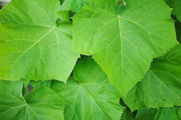 포토 JPG 주간 백그라운드 잎 자연 나뭇잎 근접촬영 사람없음 야외 식물백그라운드 국내포토 자연요소 식물 뷰포인트 생태계 파일형식