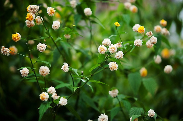 포토 JPG 주간 꽃 잎 자연 사람없음 야외 아웃포커스 들꽃 국내포토 자연요소 식물 촬영기법 생태계 파일형식