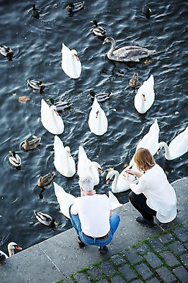 포토 JPG 주간 전신 서양인 여자 노년 남자 50대 데이트 오리 사람 앉기 야외 두명 뒷모습 실버라이프 강 하이앵글 노부부 로맨틱 강가 먹이 주기 백조 노인만 국내포토 자연요소 외국인 라이프스타일 부부 뷰포인트 중년 컨셉 모션 조류 성인 성인만 파일형식