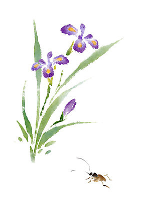 PSD 한마리 곤충 일러스트 수채화 사람없음 보라색 아이리스 국내일러스트 동물 1 꽃 컬러 파일형식