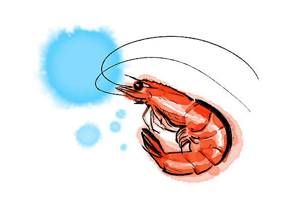 PSD 한마리 일러스트 캘리그라피 붓터치 새우 사람없음 번짐 국내일러스트 1 갑각류 파일형식 효과