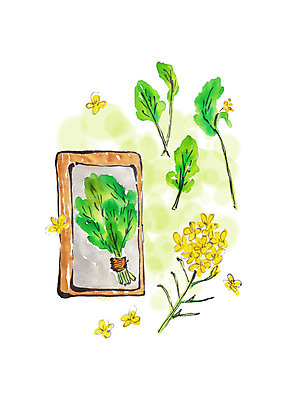 PSD 일러스트 캘리그라피 붓터치 사람없음 봄 개나리 번짐 나무쟁반 봄나물 제철 취나물 제철음식 국내일러스트 계절 꽃 음식 쟁반 목재 나물 파일형식 효과