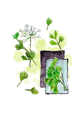 PSD 일러스트 봄꽃 캘리그라피 붓터치 사람없음 봄 사기그릇 번짐 쑥갓 봄나물 국내일러스트 그릇 계절 꽃 채소 나물 파일형식 효과