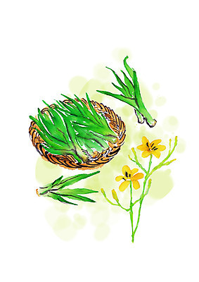 PSD 일러스트 캘리그라피 붓터치 사람없음 소쿠리 봄 번짐 봄나물 원추리 원추리꽃 국내일러스트 계절 꽃 바구니 나물 파일형식 효과