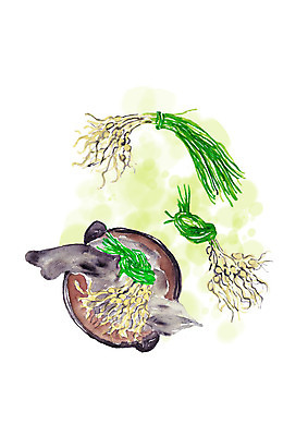 PSD 일러스트 캘리그라피 붓터치 사람없음 봄 냄비 번짐 달래 봄나물 국내일러스트 계절 채소 솥 나물 파일형식 효과