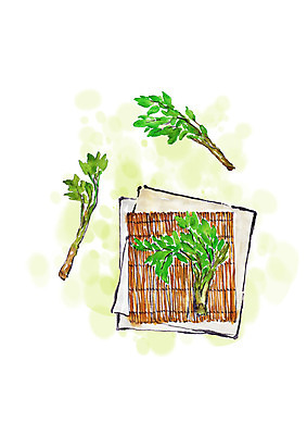 PSD 종이 일러스트 캘리그라피 붓터치 사람없음 봄 번짐 대나무발 두릅 봄나물 국내일러스트 계절 채소 나물 파일형식 효과