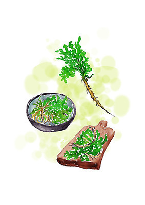 PSD 일러스트 캘리그라피 붓터치 사람없음 바구니 봄 번짐 나무도마 냉이 봄나물 국내일러스트 계절 채소 도마 목재 나물 파일형식 효과