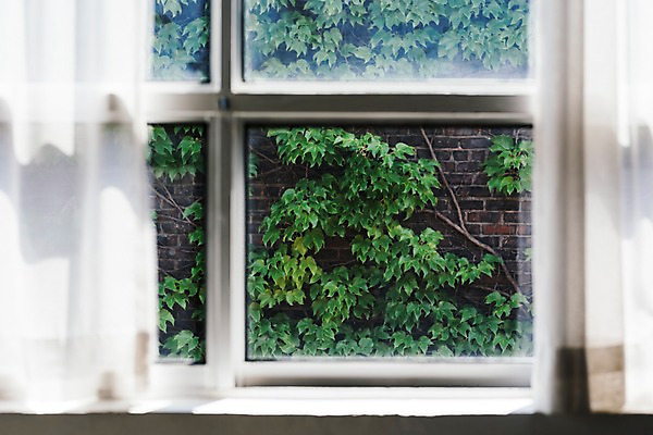 포토 JPG 행복 창문 휴식 나뭇잎 실내 사람없음 커튼 덩굴 편안함 창가 국내포토 식물 감정 컨셉 잎 내부 감각 파일형식