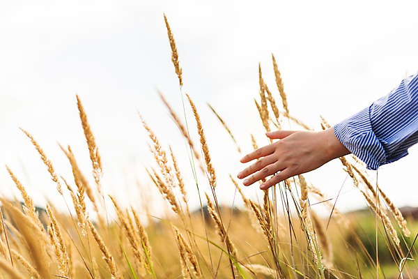 포토 JPG 주간 손 공원 여자 행복 휴식 갈대 한명 사람 성인 야외 신체부위 30대 만지기 한국인 가을 편안함 성인여자한명만 시흥 소확행 갯골생태공원 국내포토 자연요소 식물 1 계절 공공시설 감정 컨셉 모션 동양인 장년 감각 신조어 경기도 여자한명만 성인여자만 파일형식