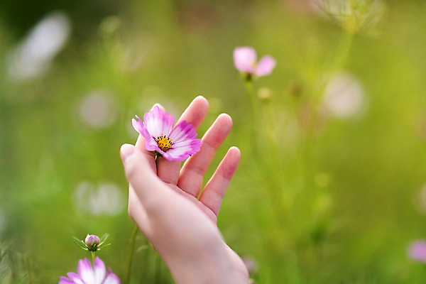 포토 JPG 주간 식물 손 공원 여자 행복 휴식 한명 사람 근접촬영 성인 야외 아웃포커스 신체부위 30대 가을 잡기 편안함 코스모스 시흥 소확행 갯골생태공원 국내포토 자연요소 1 계절 공공시설 꽃 감정 뷰포인트 컨셉 모션 촬영기법 장년 감각 신조어 경기도 파일형식