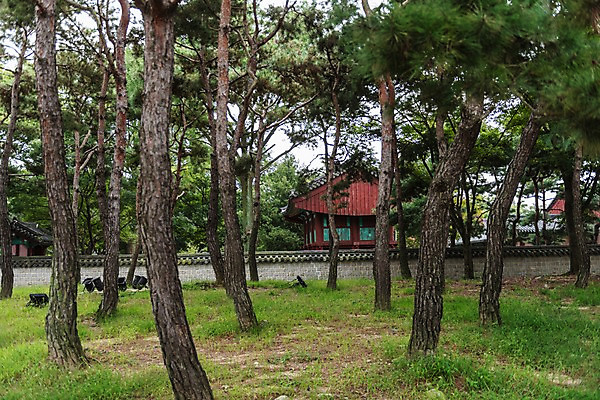 포토 JPG 주간 한국전통 전통문화 여행 고건축 한국건축 풍경 잔디 사람없음 야외 문화재 기와지붕 소나무숲 전주 기와담장 경기전 전주한옥마을 국내포토 자연요소 식물 전통 건축물 건축 문화 지붕 한국 기와 담장 소나무 숲 전라북도 한옥마을 파일형식