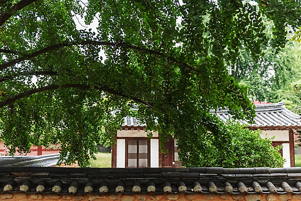 포토 JPG 주간 한국전통 전통문화 여행 고건축 풍경 사람없음 야외 정원 문화재 나뭇가지 기와지붕 전주 기와담장 경기전 전주한옥마을 국내포토 자연요소 나무 전통 건축물 문화 지붕 한국 기와 담장 전라북도 한옥마을 파일형식