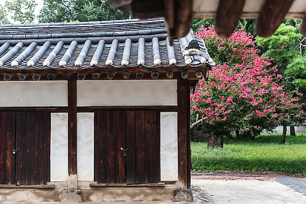 포토 JPG 주간 한국전통 여행 고건축 풍경 사람없음 야외 문 정원 문화재 기와지붕 배롱나무 전주 경기전 전주한옥마을 국내포토 자연요소 나무 전통 건축물 지붕 한국 기와 전라북도 한옥마을 파일형식