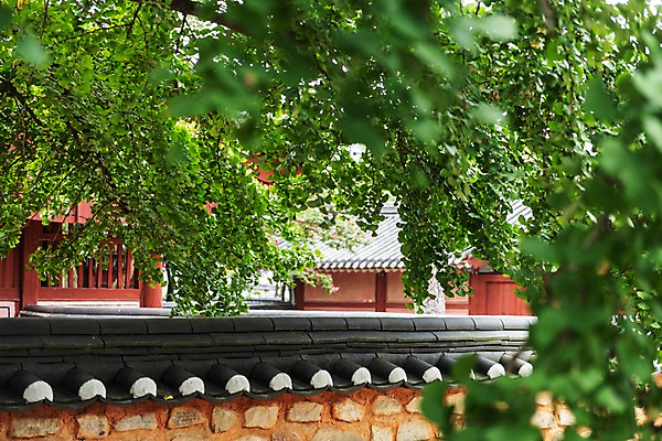 포토 JPG 주간 한국전통 여행 고건축 풍경 사람없음 야외 문화재 나뭇가지 기와지붕 전주 기와담장 경기전 전주한옥마을 국내포토 자연요소 나무 전통 건축물 지붕 한국 기와 담장 전라북도 한옥마을 파일형식