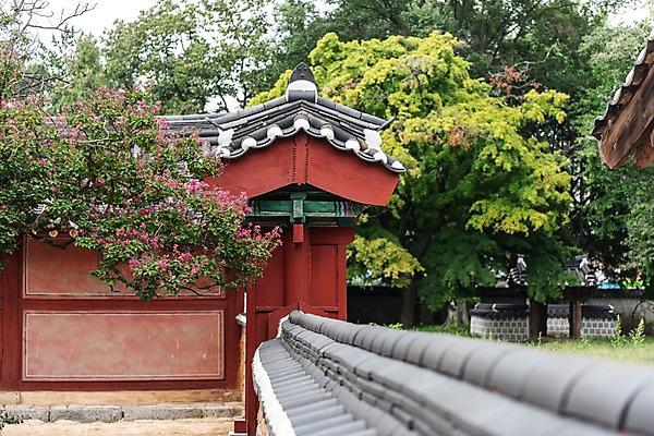 포토 JPG 주간 나무 한국전통 여행 고건축 풍경 사람없음 야외 정원 문화재 처마 기와지붕 배롱나무 전주 기와담장 경기전 전주한옥마을 국내포토 자연요소 식물 전통 건축물 지붕 한국 기와 담장 전라북도 한옥마을 파일형식