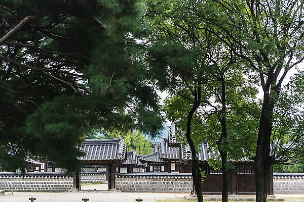 포토 JPG 주간 나무 한국전통 여행 고건축 풍경 사람없음 야외 문화재 기와지붕 국내여행 전주 기와담장 경기전 전주한옥마을 국내포토 자연요소 식물 전통 건축물 지붕 한국 기와 담장 전라북도 한옥마을 파일형식