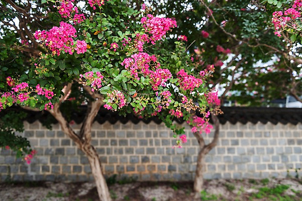 포토 JPG 주간 한국전통 여행 풍경 근접촬영 사람없음 야외 문화재 국내여행 배롱나무 전주 기와담장 경기전 전주한옥마을 국내포토 자연요소 나무 전통 뷰포인트 한국 기와 담장 전라북도 한옥마을 파일형식