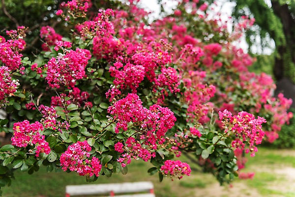 포토 JPG 주간 한국전통 분홍색 여행 자연 풍경 근접촬영 사람없음 야외 정원 국내여행 배롱나무 전주 전주한옥마을 국내포토 자연요소 나무 전통 뷰포인트 컬러 한국 전라북도 생태계 한옥마을 파일형식
