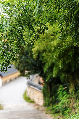 포토 JPG 주간 나무 한국전통 여행 돌담 풍경 사람없음 야외 아웃포커스 산책로 나뭇가지 국내여행 전주 기와담장 전주한옥마을 둘레길 국내포토 자연요소 식물 전통 길 한국 촬영기법 기와 담장 돌_바위 전라북도 한옥마을 파일형식