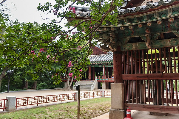 포토 JPG 주간 한국전통 전통문화 여행 고건축 풍경 사람없음 야외 정원 문화재 처마 기와지붕 국내여행 꽃가지 전주 전주한옥마을 오목대 국내포토 자연요소 전통 건축물 꽃 문화 유적지 지붕 한국 기와 나뭇가지 전라북도 한옥마을 파일형식