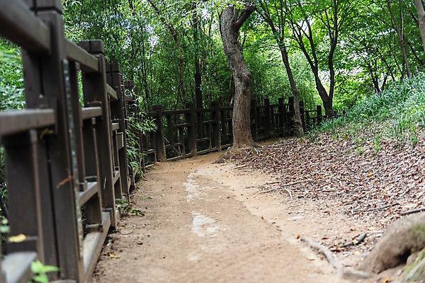 포토 JPG 주간 나무 한국전통 여행 난간 풍경 사람없음 야외 울타리 산책로 언덕 국내여행 전주 전주한옥마을 둘레길 국내포토 자연요소 식물 전통 길 한국 담장 전라북도 한옥마을 파일형식