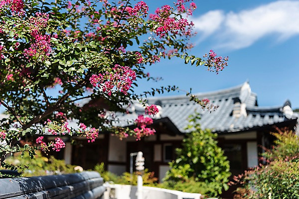 포토 JPG 주간 구름 한국전통 꽃 여행 하늘 한옥 기와집 풍경 사람없음 야외 아웃포커스 정원 가을 기와지붕 국내여행 배롱나무 전주 전주한옥마을 국내포토 자연요소 나무 식물 전통 계절 고건축 지붕 한국 촬영기법 기와 전라북도 한옥마을 파일형식