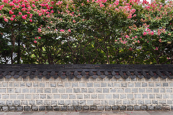 포토 JPG 주간 한국전통 꽃 여행 돌담 풍경 사람없음 야외 문화재 가을 국내여행 배롱나무 전주 기와담장 경기전 전주한옥마을 국내포토 자연요소 나무 식물 전통 계절 한국 기와 담장 돌_바위 전라북도 한옥마을 파일형식