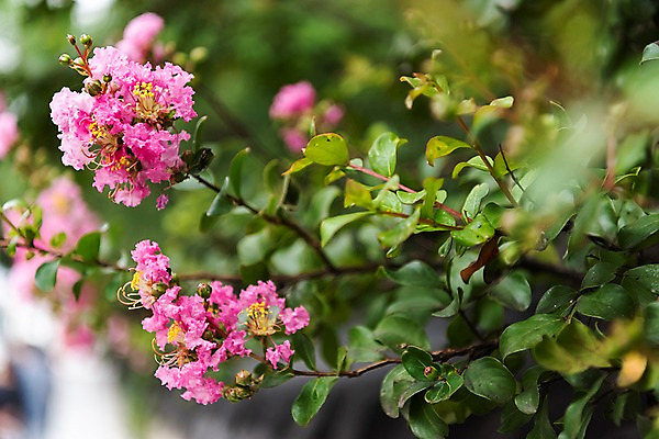 포토 JPG 주간 한국전통 꽃 여행 풍경 근접촬영 사람없음 야외 아웃포커스 가을 나뭇가지 국내여행 배롱나무 전주 경기전 전주한옥마을 국내포토 자연요소 나무 식물 전통 계절 뷰포인트 한국 촬영기법 전라북도 한옥마을 파일형식