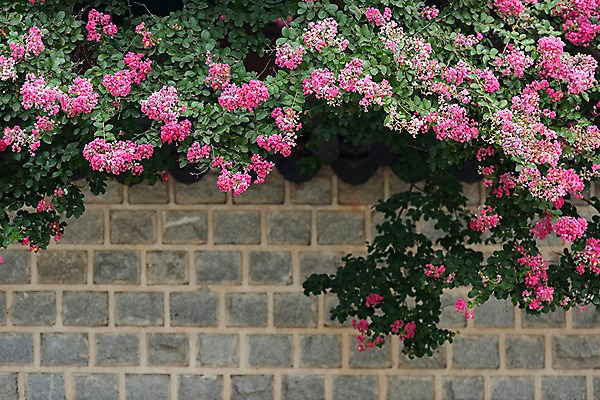 포토 JPG 주간 한국전통 꽃 여행 돌담 풍경 사람없음 야외 문화재 가을 국내여행 배롱나무 전주 경기전 전주한옥마을 국내포토 자연요소 나무 식물 전통 계절 한국 담장 돌_바위 전라북도 한옥마을 파일형식