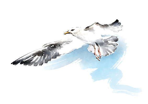 PSD 한마리 날개 일러스트 캘리그라피 갈매기 조류 붓터치 사람없음 파란색 비행 번짐 국내일러스트 동물 1 컬러 파일형식 효과